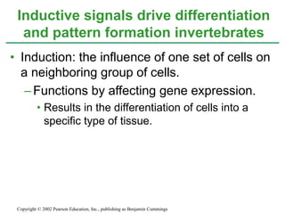 • Induction: the influence of one set of cells on
a neighboring group of cells.
–Functions by affecting gene expression.
• Results in the differentiation of cells into a
specific type of tissue.
Inductive signals drive differentiation
and pattern formation invertebrates
Copyright © 2002 Pearson Education, Inc., publishing as Benjamin Cummings
 