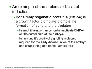 An example of the molecular basis of
induction:
 Bone morphogenetic protein 4 (BMP-4) is
a growth factor promoting promote the
formation of bone and the skeleton
– In amphibians, organizer cells inactivate BMP-4
on the dorsal side of the embryo.
– In humans it’s a critical signaling molecule
required for the early differentiation of the embryo
and establishing of a dorsal-ventral axis
Copyright © 2002 Pearson Education, Inc., publishing as Benjamin Cummings
 