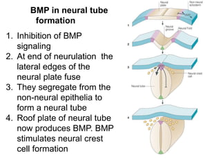 BMP in neural tube
formation
1. Inhibition of BMP
signaling
2. At end of neurulation the
lateral edges of the
neural plate fuse
3. They segregate from the
non-neural epithelia to
form a neural tube
4. Roof plate of neural tube
now produces BMP. BMP
stimulates neural crest
cell formation
 