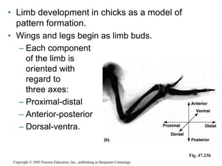 • Limb development in chicks as a model of
pattern formation.
• Wings and legs begin as limb buds.
– Each component
of the limb is
oriented with
regard to
three axes:
– Proximal-distal
– Anterior-posterior
– Dorsal-ventra.
Copyright © 2002 Pearson Education, Inc., publishing as Benjamin Cummings
Fig. 47.23b
 