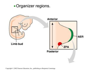 Organizer regions.
Copyright © 2002 Pearson Education, Inc., publishing as Benjamin Cummings
 
