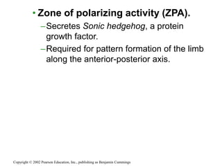 • Zone of polarizing activity (ZPA).
–Secretes Sonic hedgehog, a protein
growth factor.
–Required for pattern formation of the limb
along the anterior-posterior axis.
Copyright © 2002 Pearson Education, Inc., publishing as Benjamin Cummings
 