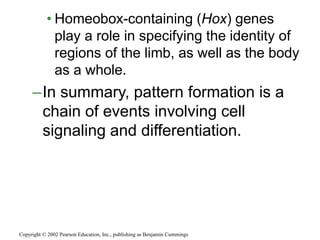• Homeobox-containing (Hox) genes
play a role in specifying the identity of
regions of the limb, as well as the body
as a whole.
–In summary, pattern formation is a
chain of events involving cell
signaling and differentiation.
Copyright © 2002 Pearson Education, Inc., publishing as Benjamin Cummings
 
