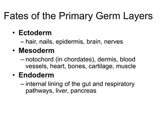 Fates of the Primary Germ Layers
• Ectoderm
– hair, nails, epidermis, brain, nerves
• Mesoderm
– notochord (in chordates), dermis, blood
vessels, heart, bones, cartilage, muscle
• Endoderm
– internal lining of the gut and respiratory
pathways, liver, pancreas
 