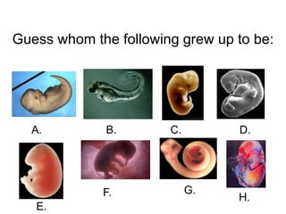 Guess whom the following grew up to be:
C. D.B.A.
E.
F. G.
H.
 