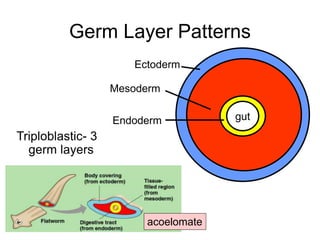 Germ Layer Patterns
Triploblastic- 3
germ layers
acoelomate
gutEndoderm
Ectoderm
Mesoderm
 