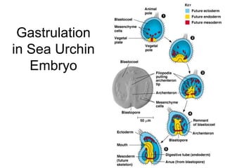 Gastrulation
in Sea Urchin
Embryo
 