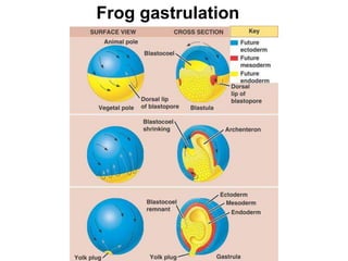 Frog gastrulation
 