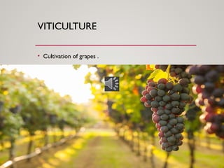 VITICULTURE
• Cultivation of grapes .
 