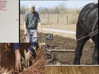 PROCESS-
LOUGHING
SOWING,
RRIGATION
WEEDING
AND
HARVESTING
 
