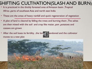 SHIFTING CULTIVATION(SLASH AND BURN)
• It is practiced in the thickly forested area of Amazon basin ,Tropical
Africa ,parts of southeast Asia and north east India
• These are the areas of heavy rainfall and quick regeneration of vegetation
• A plot of land is cleared by felling the trees and burning them ,The ashes
are then mixed with the soil and crop like maize ,yam ,potatoes and
cassava are grown
• After the soil loses its fertility , the land is abandoned and the cultivator
moves to a new plot
 
