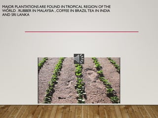 MAJOR PLANTATIONS ARE FOUND INTROPICAL REGION OFTHE
WORLD . RUBBER IN MALAYSIA , COFFEE IN BRAZILTEA IN INDIA
AND SRI LANKA
 