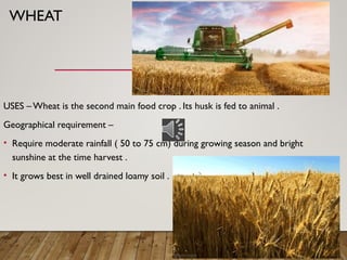 WHEAT
USES – Wheat is the second main food crop . Its husk is fed to animal .
Geographical requirement –
• Require moderate rainfall ( 50 to 75 cm) during growing season and bright
sunshine at the time harvest .
• It grows best in well drained loamy soil .
 