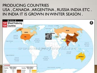 PRODUCING COUNTRIES
USA , CANADA ,ARGENTINA , RUSSIA INDIA ETC .
IN INDIA IT IS GROWN INWINTER SEASON .
 
