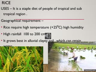 RICE
USES – It is a staple diet of people of tropical and sub
tropical region .
Geographical requirement –
• Rice require high temperature (+25 C) high humidity
⁰
• High rainfall 100 to 200 cm
• It grows best in alluvial clayey soil , which can retain
water.
 