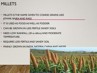 MILLETS
• MILLETS ISTHE NAME GIVEN TO COARSE GRAINS LIKE
JOWAR, BAJRA AND RAGI
• IT IS USED AS FOOD ASWELL AS FODDER
• CAN BE GROWN IN LESS FERTILE SANDY SOILS
• NEED LOW RAINFALL (30 to 60cm) AND MODERATE
TEMPERATURE.
• REQUIRES LESS FERTILE AND SANDY SOIL
• MAINLY GROWN IN INDIA, NIGERIA CHINA AND NIGER
 