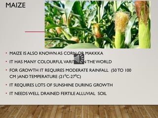 MAIZE
• MAIZE IS ALSO KNOWN AS CORN OR MAKKKA
• IT HAS MANY COLOURFULVARITIES INTHE WORLD
• FOR GROWTH IT REQUIRES MODERATE RAINFALL (50 TO 100
CM )AND TEMPERATURE (21 C-27 C)
⁰ ⁰
• IT REQUIRES LOTS OF SUNSHINE DURING GROWTH
• IT NEEDS WELL DRAINED FERTILE ALLUVIAL SOIL
 