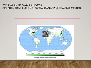 IT IS MAINLY GROWN IN NORTH
AMERICA ,BRAZIL ,CHINA ,RUSSIA ,CANADA ,INDIA AND MEXICO
 