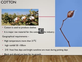 COTTON
• Cotton is used to produce clothes
• It is major raw material for the cotton textile industry .
Geographical requirements –
• High temperature more than 21 C
⁰
• high rainfall 50 -100cm
• 210 frost free days and bright sunshine are must during picking days
• Black and alluvial are best for its growth .
 