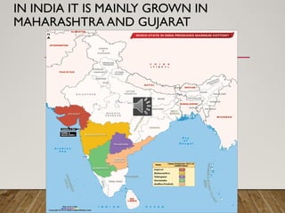 IN INDIA IT IS MAINLY GROWN IN
MAHARASHTRA AND GUJARAT
 