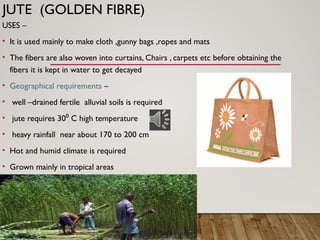 JUTE (GOLDEN FIBRE)
USES –
• It is used mainly to make cloth ,gunny bags ,ropes and mats
• The fibers are also woven into curtains, Chairs , carpets etc before obtaining the
fibers it is kept in water to get decayed
• Geographical requirements –
• well –drained fertile alluvial soils is required
• jute requires 30 C high temperature
⁰
• heavy rainfall near about 170 to 200 cm
• Hot and humid climate is required
• Grown mainly in tropical areas
 