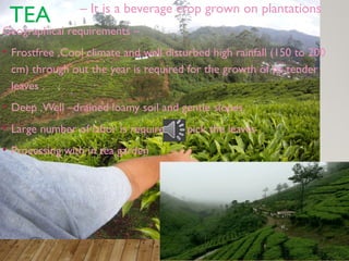 TEA – It is a beverage crop grown on plantations
Geographical requirements –
• Frostfree ,Cool climate and well disturbed high rainfall (150 to 200
cm) through out the year is required for the growth of its tender
leaves .
• Deep ,Well –drained loamy soil and gentle slopes.
• Large number of labor is required to pick the leaves .
• Processing with in tea garden
 