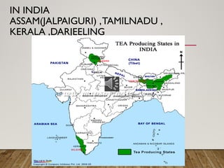 IN INDIA
ASSAM(JALPAIGURI) ,TAMILNADU ,
KERALA ,DARJEELING
 