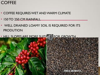 COFFEE
• COFFEE REQUIRES WET AND WARM CLIMATE
• 150 TO 250 CM RAINFALL
• WELL DRAINED LOAMY SOIL IS REQUIRED FOR ITS
PRODUTION
• HILL SLOPES ARE MORE SUITABLE FOR GROWTH
 