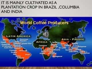 IT IS MAINLY CULTIVATED AS A
PLANTATION CROP IN BRAZIL ,COLUMBIA
AND INDIA
 