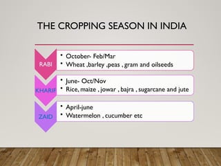 THE CROPPING SEASON IN INDIA
RABI
• October- Feb/Mar
• Wheat ,barley ,peas , gram and oilseeds
KHARIF
• June- Oct/Nov
• Rice, maize , jowar , bajra , sugarcane and jute
ZAID
• April-june
• Watermelon , cucumber etc
 