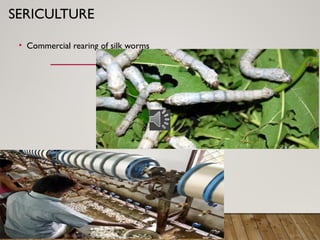 SERICULTURE
• Commercial rearing of silk worms
 