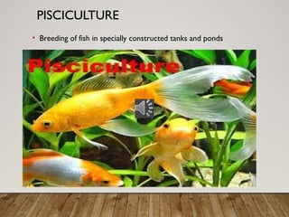 PISCICULTURE
• Breeding of fish in specially constructed tanks and ponds
 
