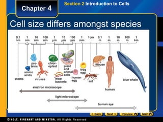 Chapter 4 
Section 2 Introduction to Cells 
Cell size differs amongst species 
 