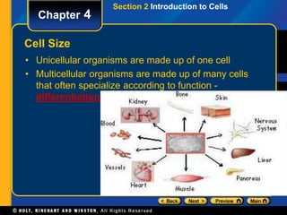 Section 2 Introduction to Cells 
Chapter 4 
Cell Size 
• Unicellular organisms are made up of one cell 
• Multicellular organisms are made up of many cells 
that often specialize according to function - 
differentiation 
 