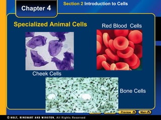 Section 2 Introduction to Cells 
Chapter 4 
Specialized Animal Cells 
Bone Cells 
Cheek Cells 
Red Blood Cells 
 