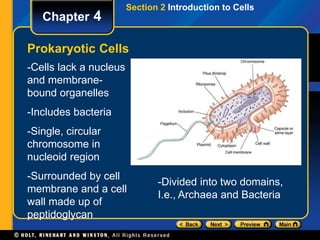 Chapter 4 
Section 2 Introduction to Cells 
Prokaryotic Cells 
-Cells lack a nucleus 
and membrane-bound 
organelles 
-Includes bacteria 
-Single, circular 
chromosome in 
nucleoid region 
-Surrounded by cell 
membrane and a cell 
wall made up of 
peptidoglycan 
-Divided into two domains, 
I.e., Archaea and Bacteria 
 