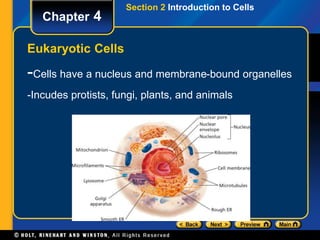 Eukaryotic Cells 
Section 2 Introduction to Cells 
Chapter 4 
-Cells have a nucleus and membrane-bound organelles 
-Incudes protists, fungi, plants, and animals 
 