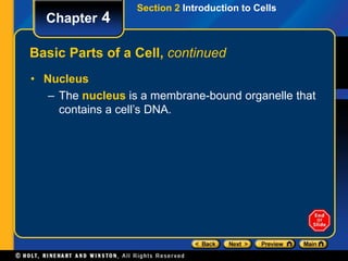 Section 2 Introduction to Cells 
Chapter 4 
Basic Parts of a Cell, continued 
• Nucleus 
– The nucleus is a membrane-bound organelle that 
contains a cell’s DNA. 
 