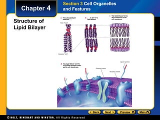 Chapter 4 
Structure of 
Lipid Bilayer 
Section 3 Cell Organelles 
and Features 
 