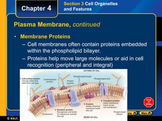Chapter 4 
Section 3 Cell Organelles 
and Features 
Plasma Membrane, continued 
• Membrane Proteins 
– Cell membranes often contain proteins embedded 
within the phospholipid bilayer. 
– Proteins help move large molecules or aid in cell 
recognition (peripheral and integral) 
 