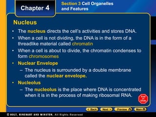 Chapter 4 
Section 3 Cell Organelles 
and Features 
Nucleus 
• The nucleus directs the cell’s activities and stores DNA. 
• When a cell is not dividing, the DNA is in the form of a 
threadlike material called chromatin 
• When a cell is about to divide, the chromatin condenses to 
form chromosomes 
• Nuclear Envelope 
– The nucleus is surrounded by a double membrane 
called the nuclear envelope. 
• Nucleolus 
– The nucleolus is the place where DNA is concentrated 
when it is in the process of making ribosomal RNA. 
 