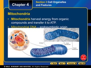 Chapter 4 
Section 3 Cell Organelles 
and Features 
Mitochondria 
• Mitochondria harvest energy from organic 
compounds and transfer it to ATP. 
• Mitochondrial DNA – endosymbiotic origin 
 
