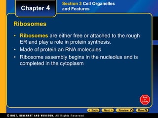 Chapter 4 
Ribosomes 
Section 3 Cell Organelles 
and Features 
• Ribosomes are either free or attached to the rough 
ER and play a role in protein synthesis. 
• Made of protein an RNA molecules 
• Ribosome assembly begins in the nucleolus and is 
completed in the cytoplasm 
 