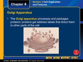 Chapter 4 
Golgi Apparatus 
Section 3 Cell Organelles 
and Features 
• The Golgi apparatus processes and packages 
proteins; proteins get address labels that direct them 
to other parts of the cell 
 