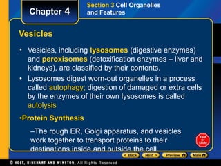 Chapter 4 
Vesicles 
Section 3 Cell Organelles 
and Features 
• Vesicles, including lysosomes (digestive enzymes) 
and peroxisomes (detoxification enzymes – liver and 
kidneys), are classified by their contents. 
• Lysosomes digest worn-out organelles in a process 
called autophagy; digestion of damaged or extra cells 
by the enzymes of their own lysosomes is called 
autolysis 
•Protein Synthesis 
–The rough ER, Golgi apparatus, and vesicles 
work together to transport proteins to their 
destinations inside and outside the cell. 
 