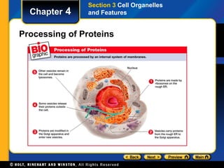 Chapter 4 
Section 3 Cell Organelles 
and Features 
Processing of Proteins 
 
