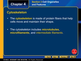 Chapter 4 
Cytoskeleton 
Section 3 Cell Organelles 
and Features 
• The cytoskeleton is made of protein fibers that help 
cells move and maintain their shape. 
• The cytoskeleton includes microtubules, 
microfilaments, and intermediate filaments. 
 
