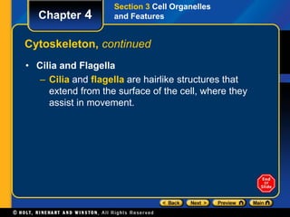 Chapter 4 
Section 3 Cell Organelles 
and Features 
Cytoskeleton, continued 
• Cilia and Flagella 
– Cilia and flagella are hairlike structures that 
extend from the surface of the cell, where they 
assist in movement. 
 