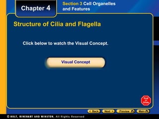 Chapter 4 
Section 3 Cell Organelles 
and Features 
Structure of Cilia and Flagella 
Click below to watch the Visual Concept. 
Visual Concept 
 