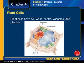 Chapter 4 
Plant Cells 
• Plant cells have cell walls, central vacuoles, and 
plastids. 
Section 4 Unique Features 
of Plant Cells 
 